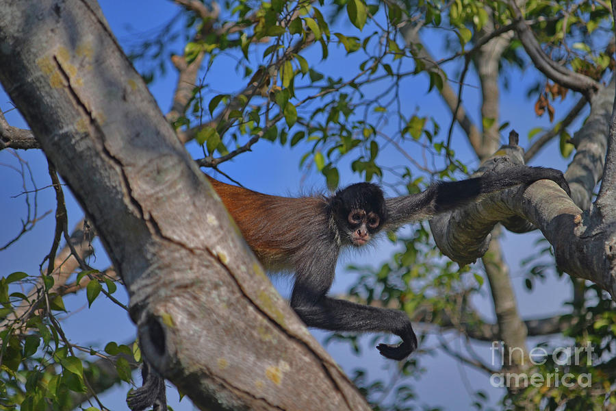 48- Capuchin Monkey Photograph by Joseph Keane
