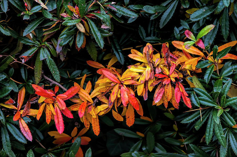Fall Leaves #48 Photograph by Robert Ullmann