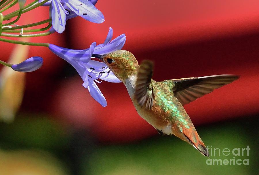 Hummingbird #48 Photograph by Marc Bittan