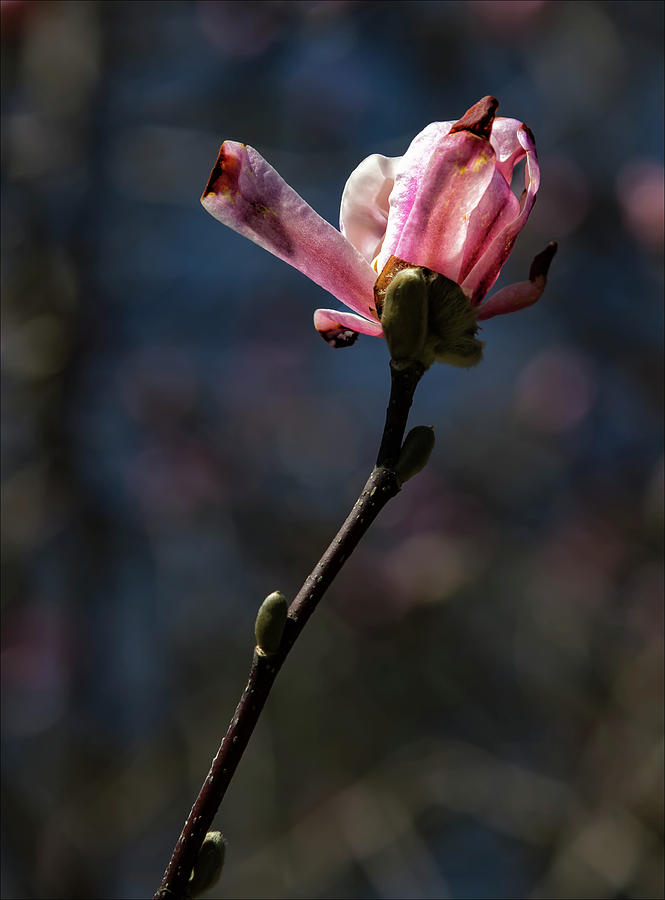Magnolia Blossom #48 Photograph by Robert Ullmann