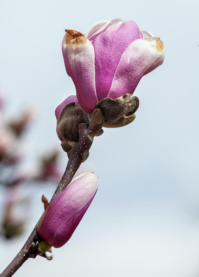 Magnolia #48 Photograph by Robert Ullmann