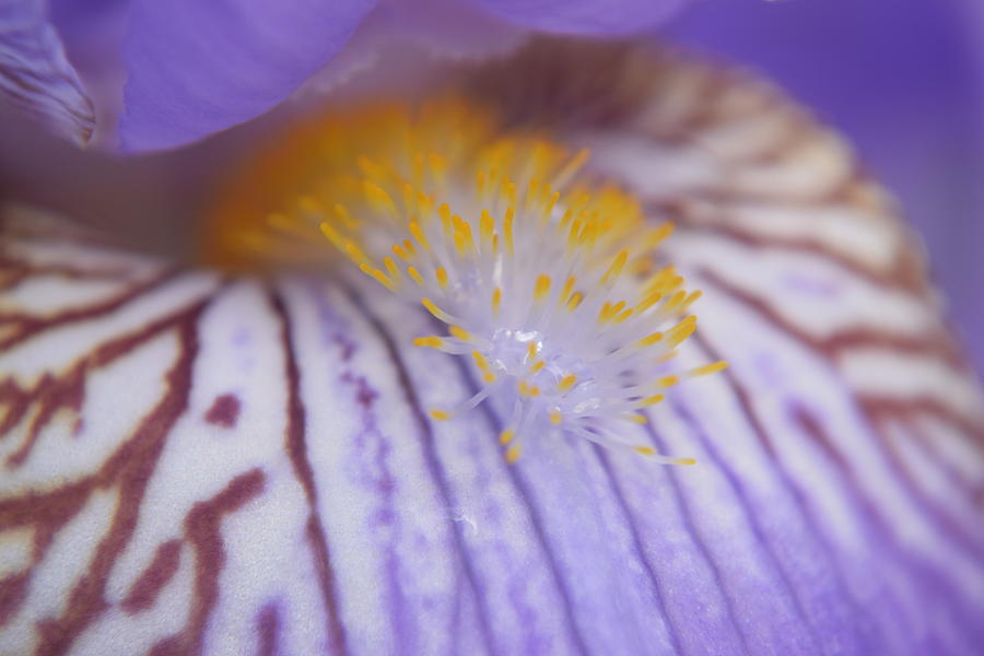 Purple Iris #48 Photograph by Curtis Krusie