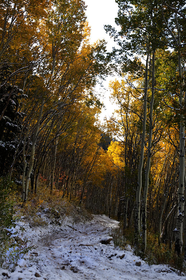 Rocky Mountain Fall #48 Photograph by Mark Smith