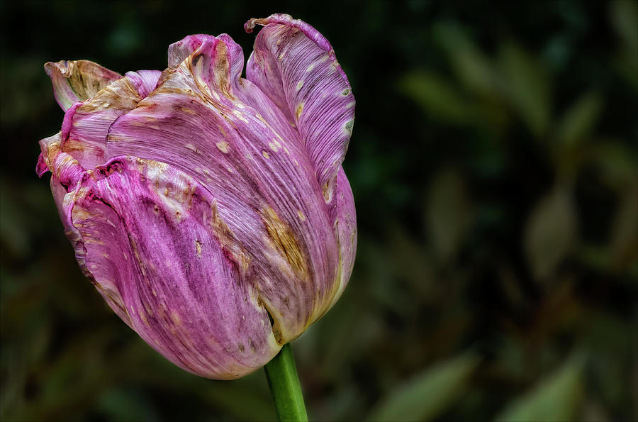 Tulip #48 Photograph by Robert Ullmann