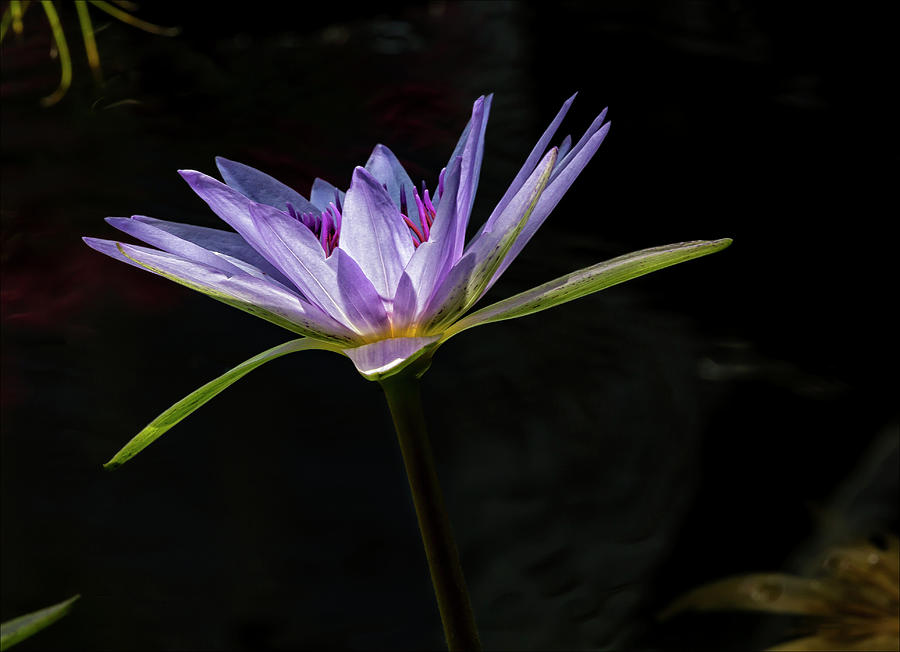 Water Lily #48 Photograph by Robert Ullmann