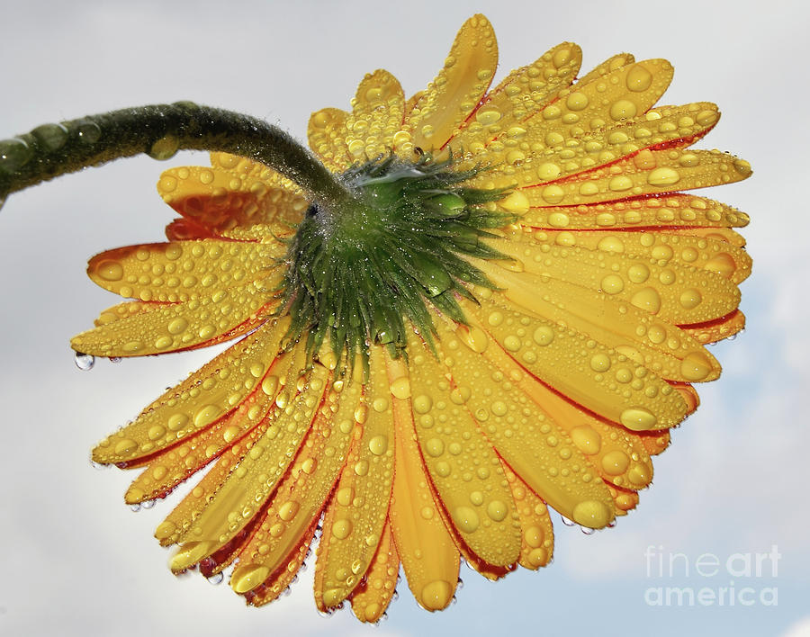 Flower Photograph - Yellow Gerber #48 by Elvira Ladocki
