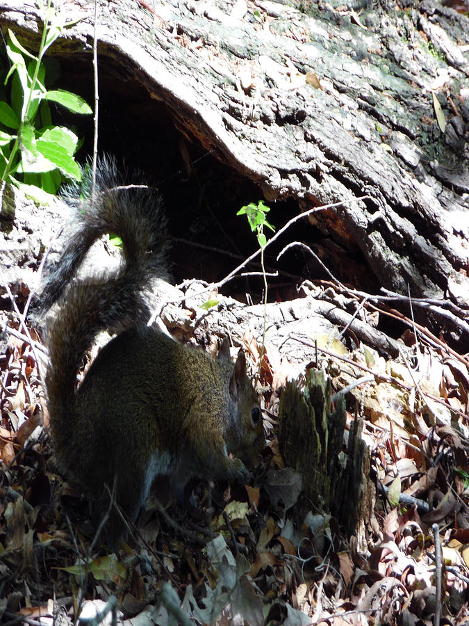 4802015 Squirrel In Marsh Louisiana Photograph by Garland Oldham