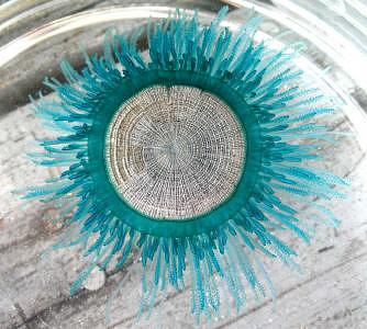Jellyfish Photograph - Blue Button Splendor #4817 by Bryce Meyer