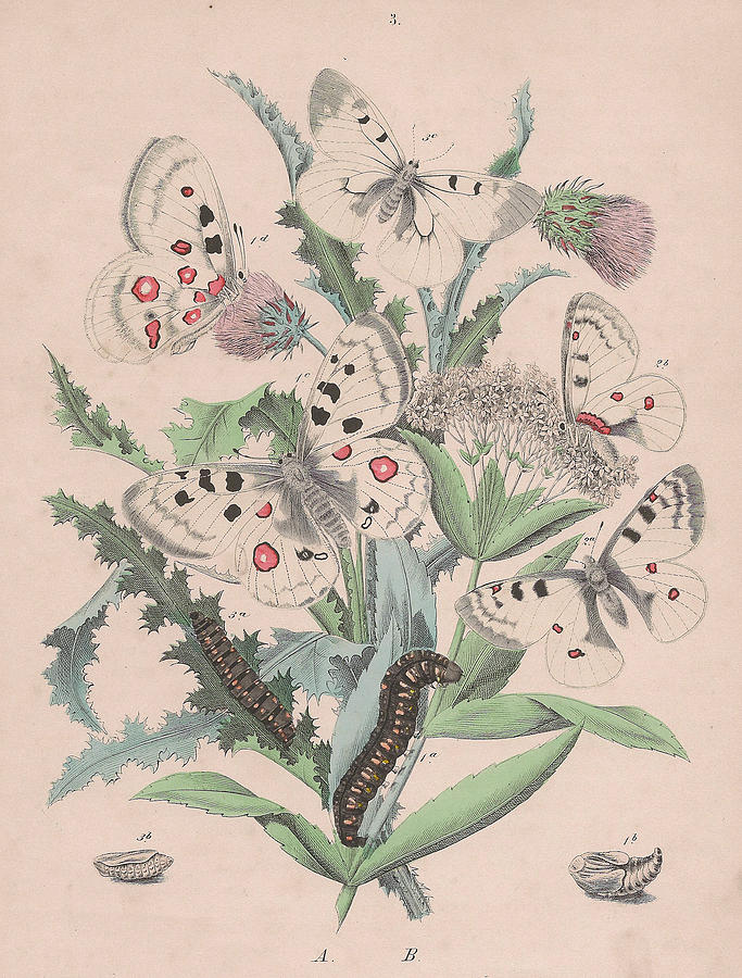 Butterfly Painting - European Butterflies ans Moths #49 by W F Kirby