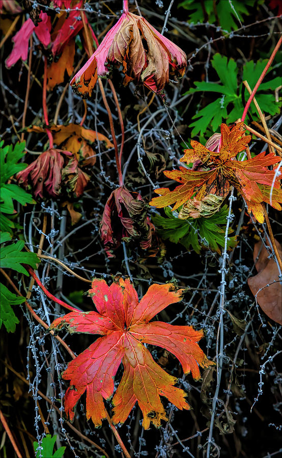 Fall Leaves #49 Photograph by Robert Ullmann