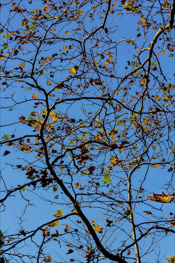 Fall Trees Photograph