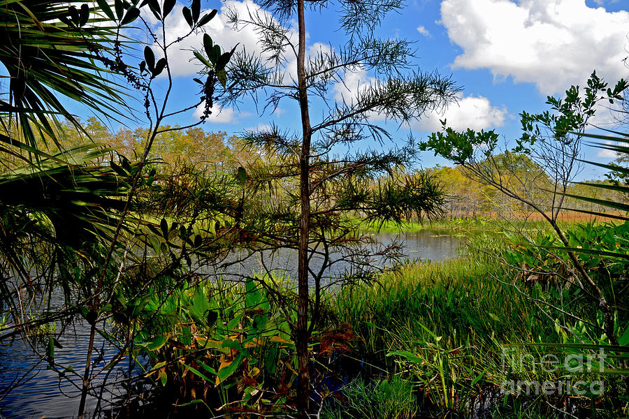 49- Florida Everglades Photograph by Joseph Keane
