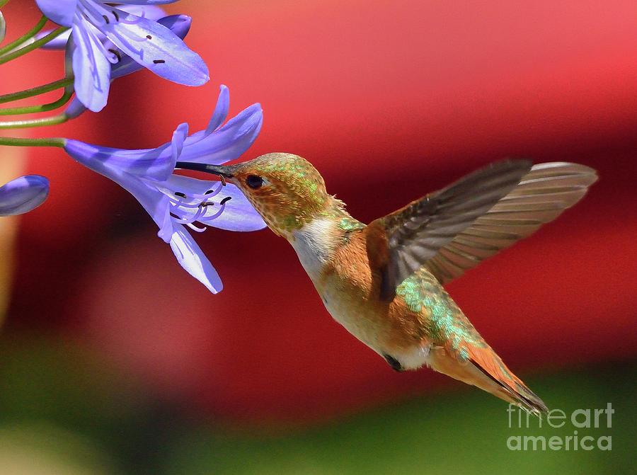Hummingbird #49 Photograph by Marc Bittan