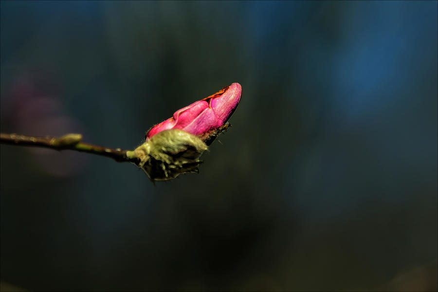 Magnolia Blossom #49 Photograph by Robert Ullmann