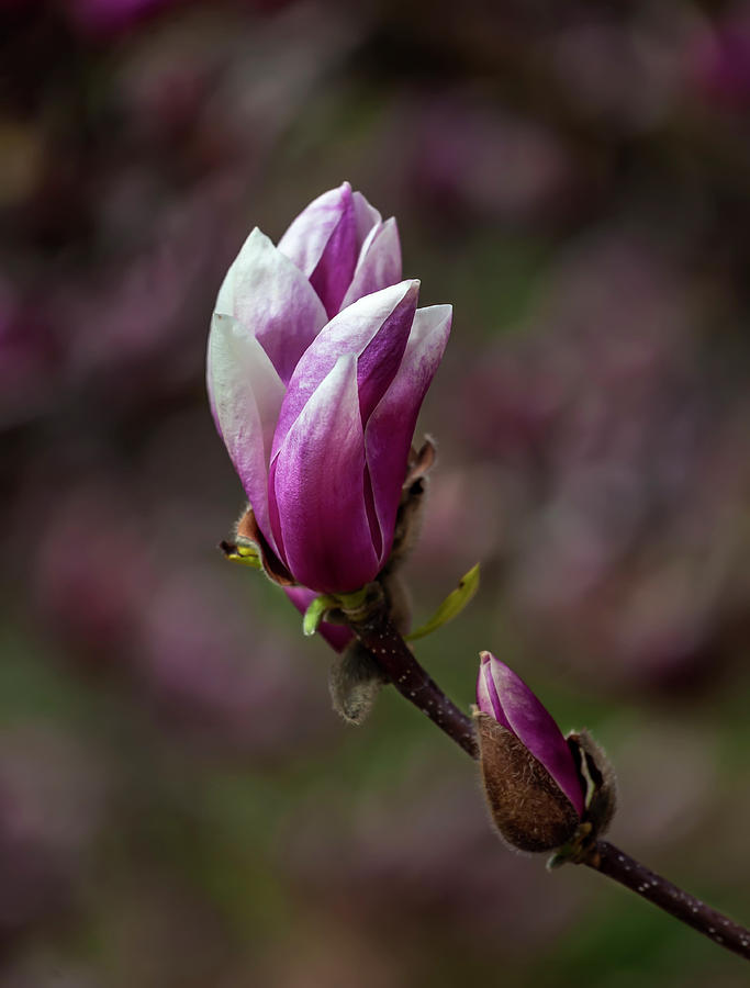 Magnolia #49 Photograph by Robert Ullmann