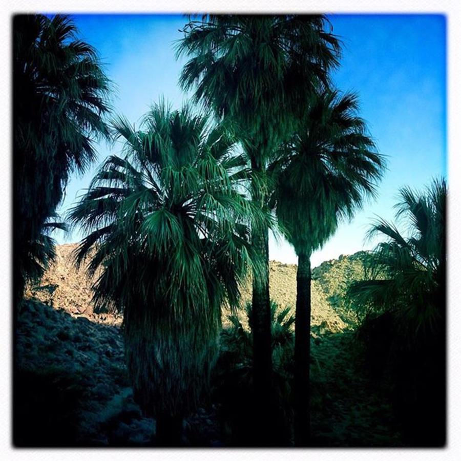 Desert Photograph - 49 Palms Oasis. Have You Ever Been To by Alex Snay