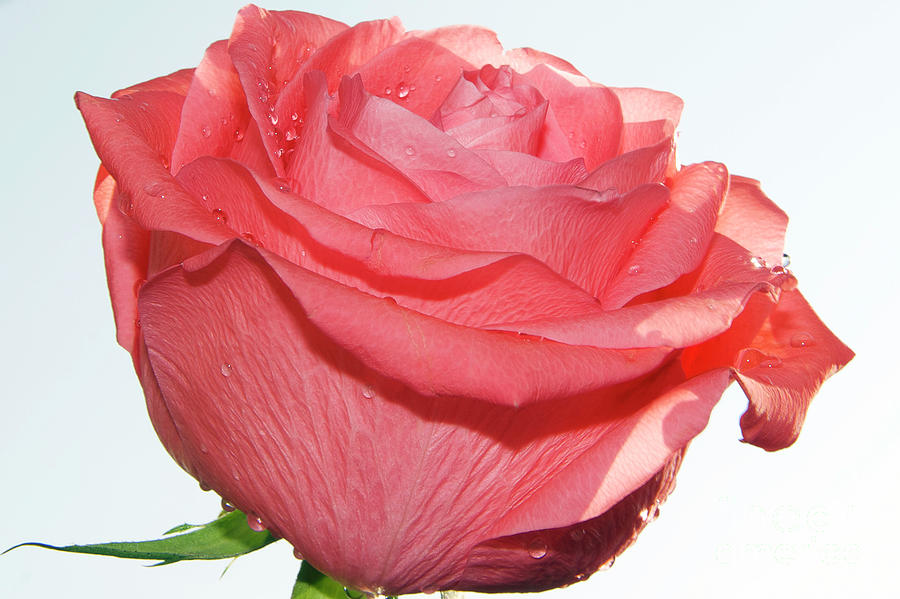 Flower Photograph - Pink Rose #49 by Elvira Ladocki