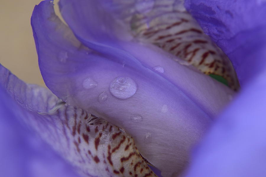 Purple Iris #49 Photograph by Curtis Krusie