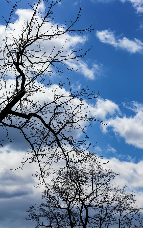 Trees Sky and Clouds #49 Photograph by Robert Ullmann
