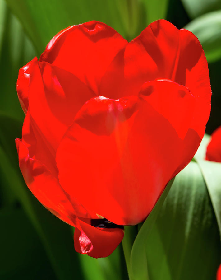 Tulip #49 Photograph by Robert Ullmann