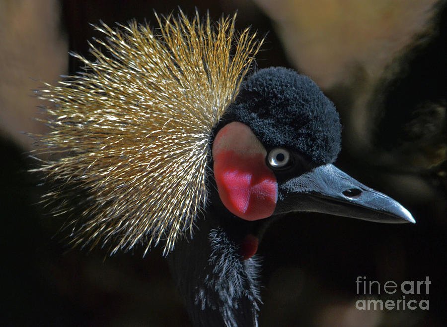 49- West African Crowned Crane Photograph by Joseph Keane