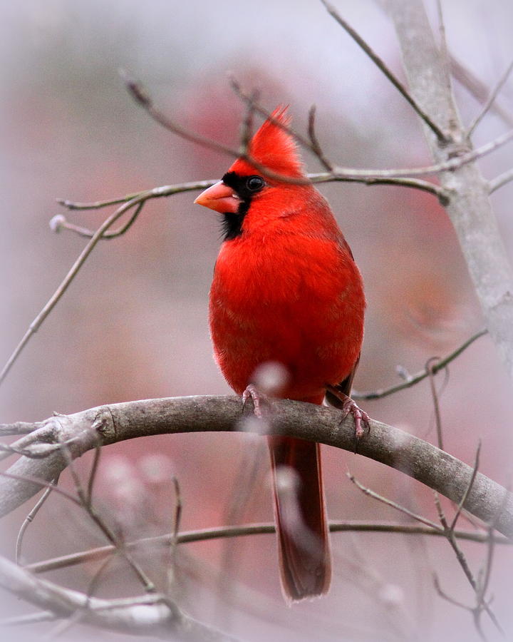 4901 - Northern Cardinal Photograph by Travis Truelove - Fine Art America