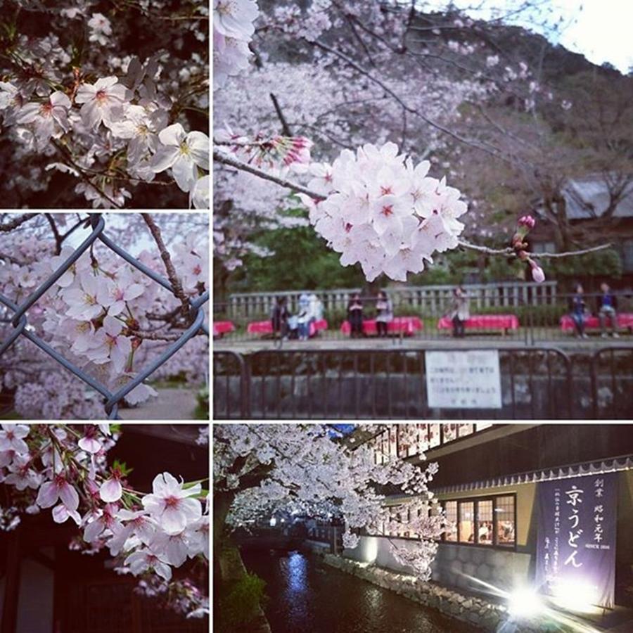 Cherryblossoms Photograph - Instagram Photo #491460087115 by D H