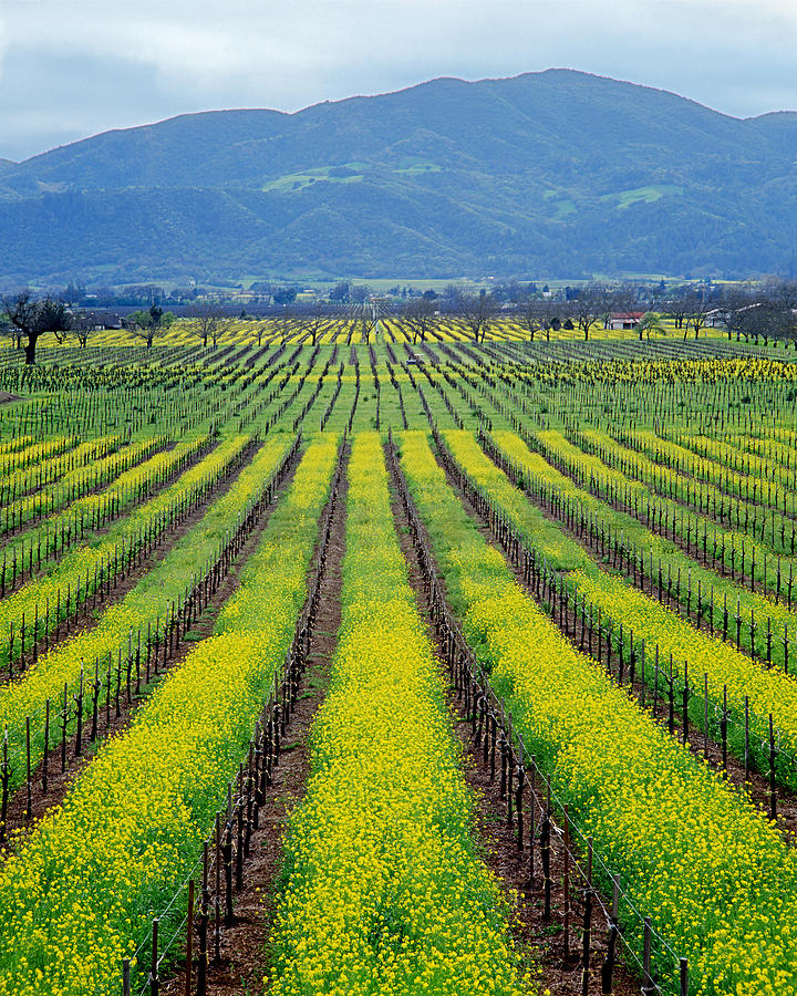 4B6339 Rows of Vineyards in Spring Photograph by Ed Cooper Photography