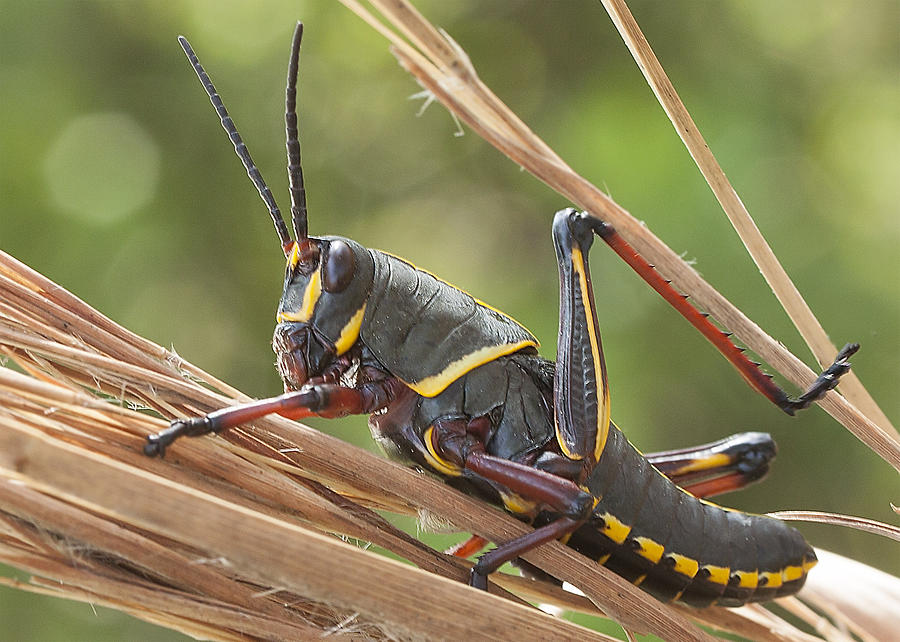 Nature Photograph - 4th instar Eastern Lubber Grasshopper by Edelberto Cabrera