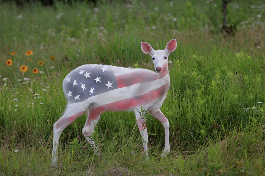 4th of July Deer Photograph by Brook Burling