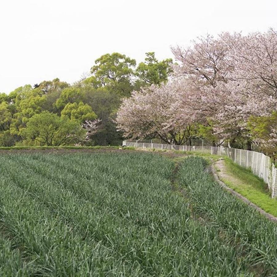 Spring Photograph - #日本 #japan #大阪 #osaka #5 by Masashi Matsuno