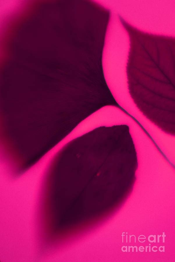 Pink Photograph - 3 Leaves Series by Tamarra Tamarra Pink Photograph - 3 Leaves Series by Tamarra Tamarra