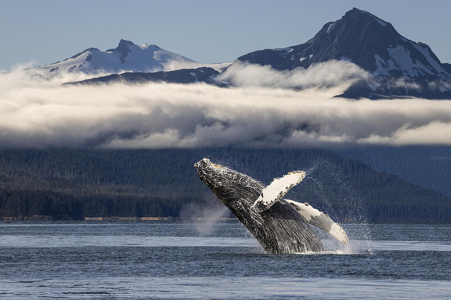 Summer Photograph - A Humpback Whale Breaches As It Leaps #5 by John Hyde