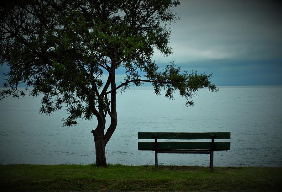 Bench by the Tree on a Lake Photograph by Mark Mitchell