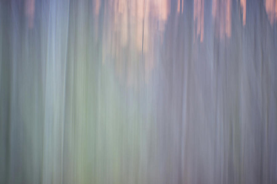 Abstract Digital Painting Of A Thick And Heavy Wooded Forest At  #5 Photograph by Alex Grichenko