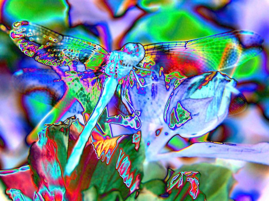Abstract Dragonfly #5 Digital Art by Belinda Cox