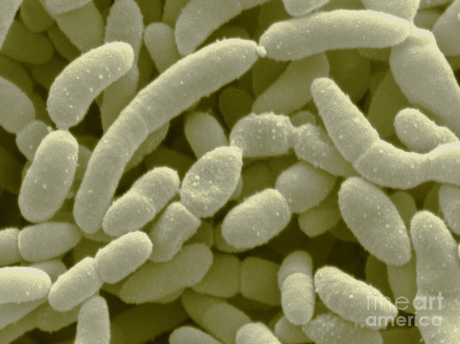 Acetobacter Aceti Bacteria Photograph by Scimat - Fine Art America