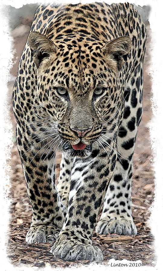African Leopard #5 Digital Art by Larry Linton