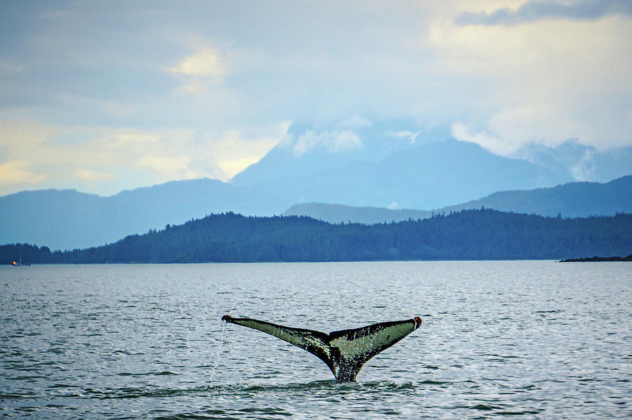 Alaska - Travel Destination - Whale Watching Adventure #5 Photograph by Alex Grichenko