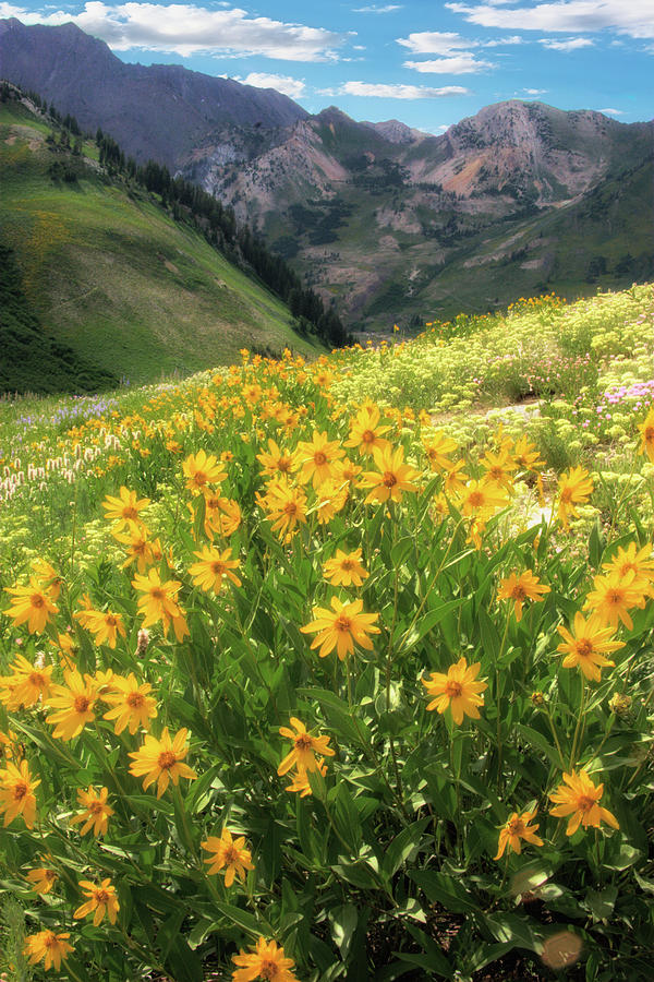 Albion Basin Wildflowers #5 Photograph by Douglas Pulsipher
