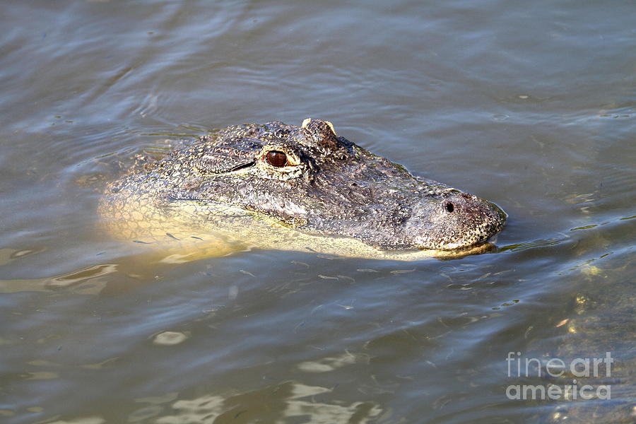 Alligator 5 Photograph By Ken Keener Pixels