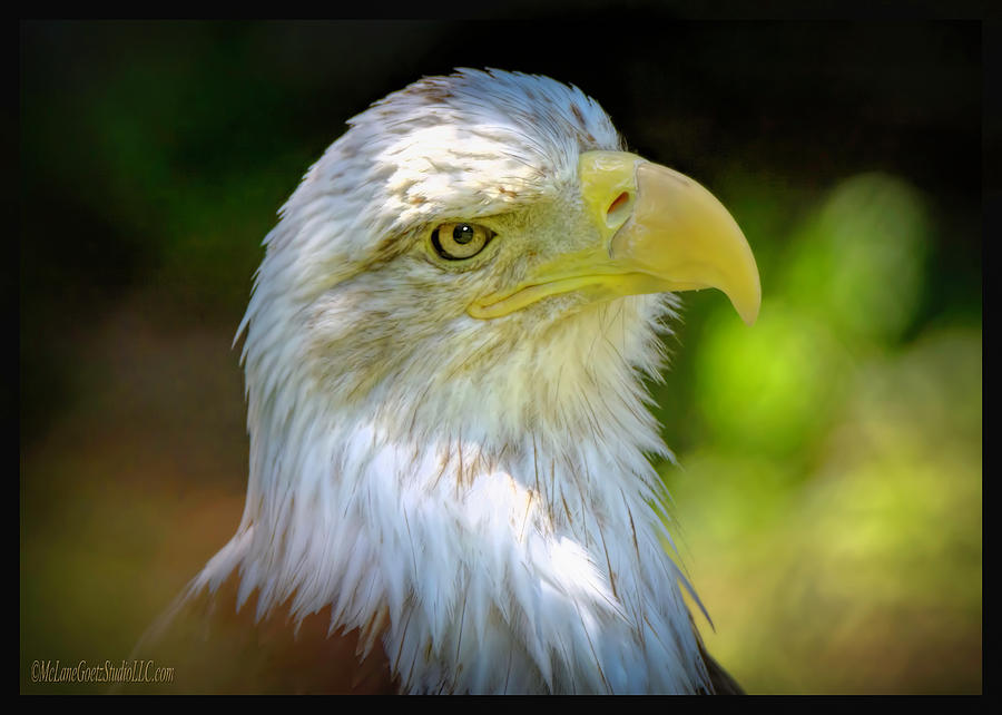 American Bald Eagle #5 Photograph by LeeAnn McLaneGoetz McLaneGoetzStudioLLCcom