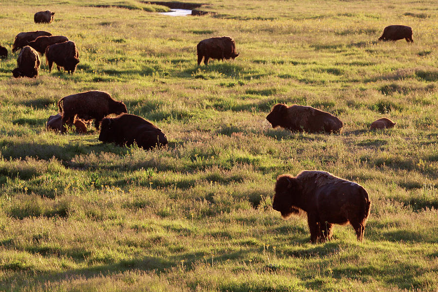 American Bison Yellowstone USA #5 Photograph by Bob Savage