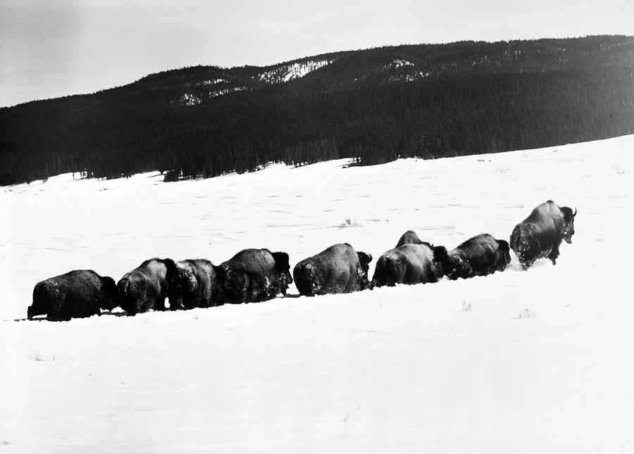 American Buffalo #5 Photograph by Granger