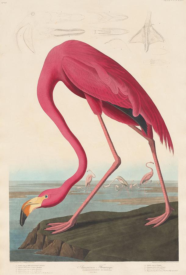 Audubon Drawing - American Flamingo by Dreyer Wildlife Print Collections 