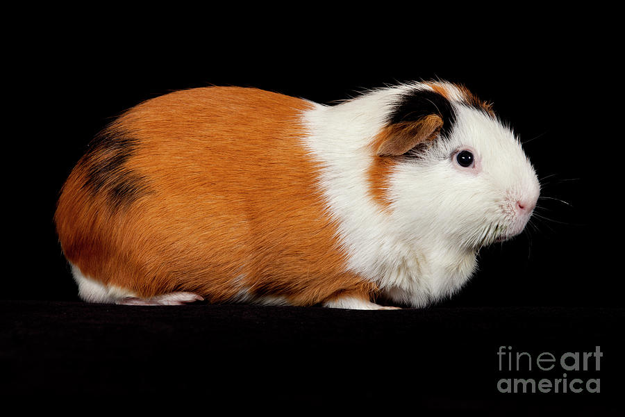 American Guinea Pigs - Cavia porcellus #5 Photograph by Anthony Totah