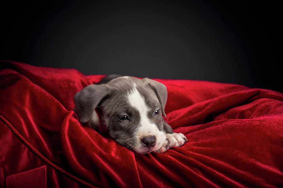 Animal Photograph - American Pitbull Puppy #5 by Peter Lakomy