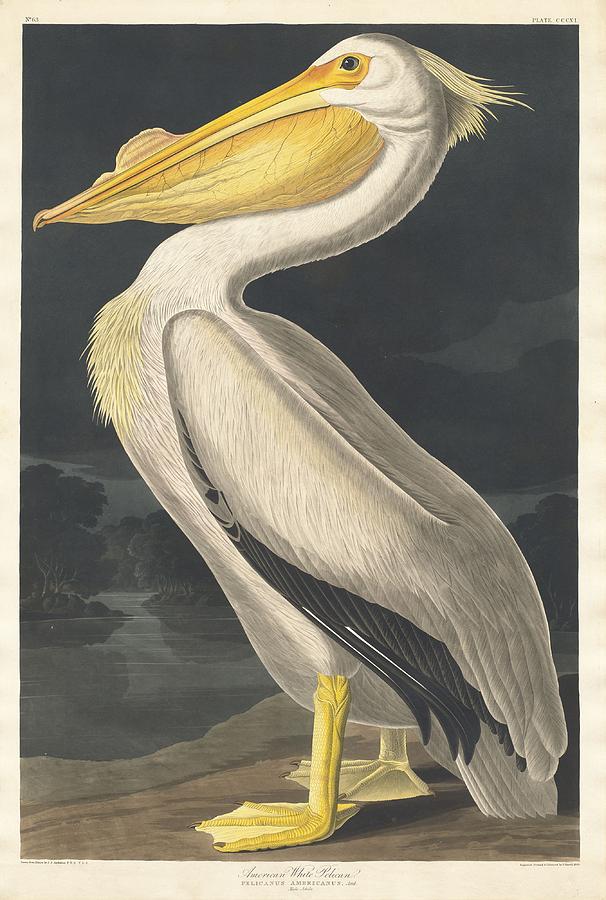 John James Audubon Drawing - American White Pelican #5 by Dreyer Wildlife Print Collections 