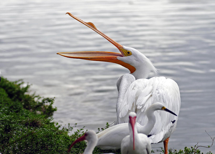 American White Pelican #5 Photograph by Winston D Munnings