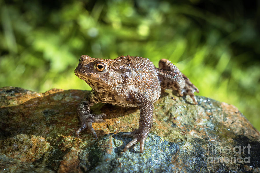 Amphibian, Common British Toad / Frog Photograph